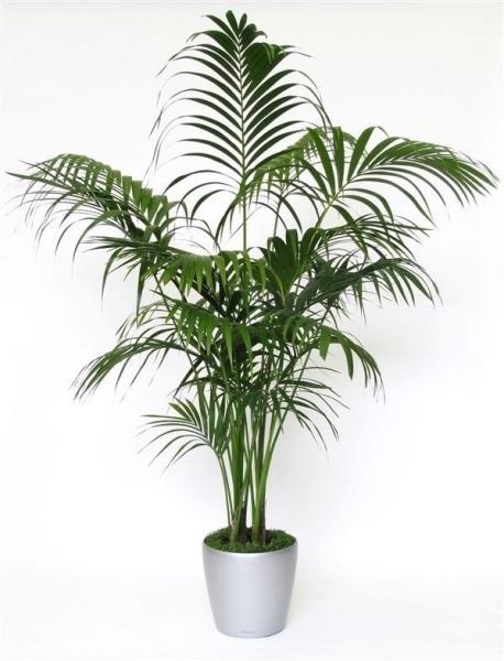 Plantas de poco cuidado