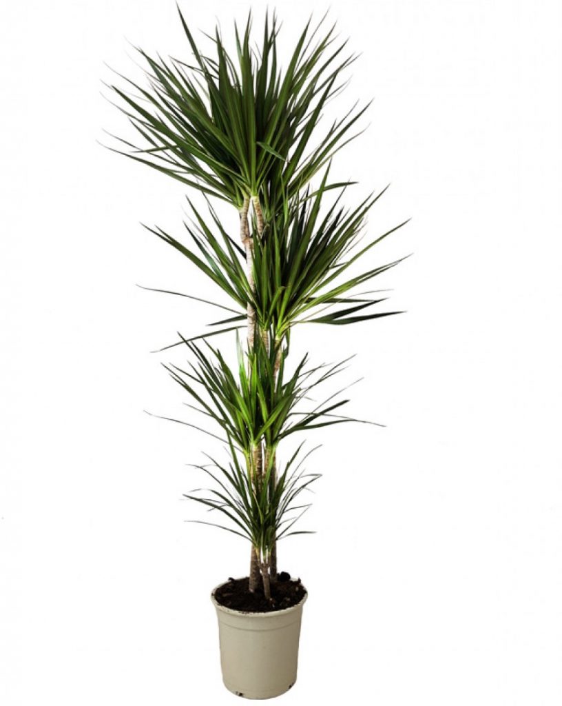 Plantas de poco cuidado