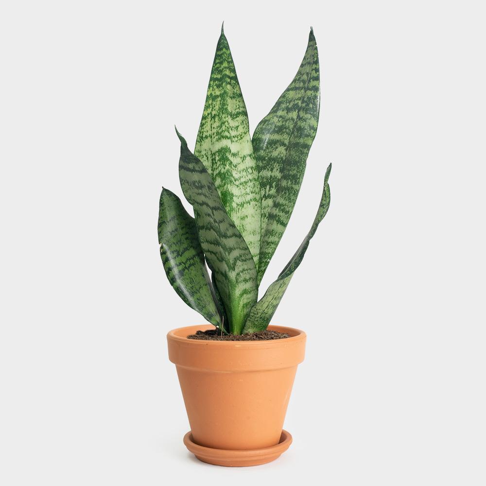Plantas de poco cuidado