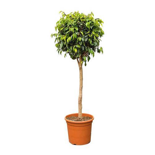 plantas de poco cuidado
