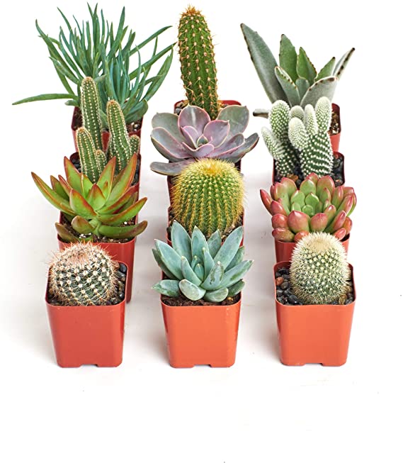 Plantas de poco cuidado